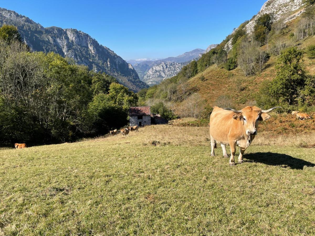 Lapaserina-A Arenas De Cabrales Ngoại thất bức ảnh